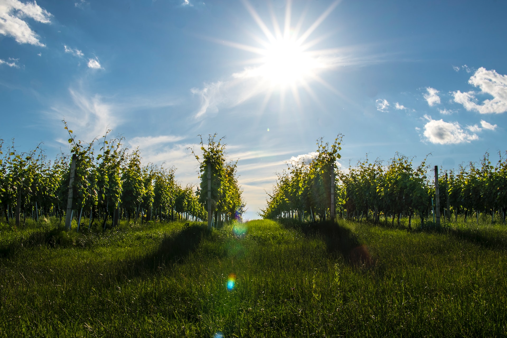 the sun is shining over a field of trees