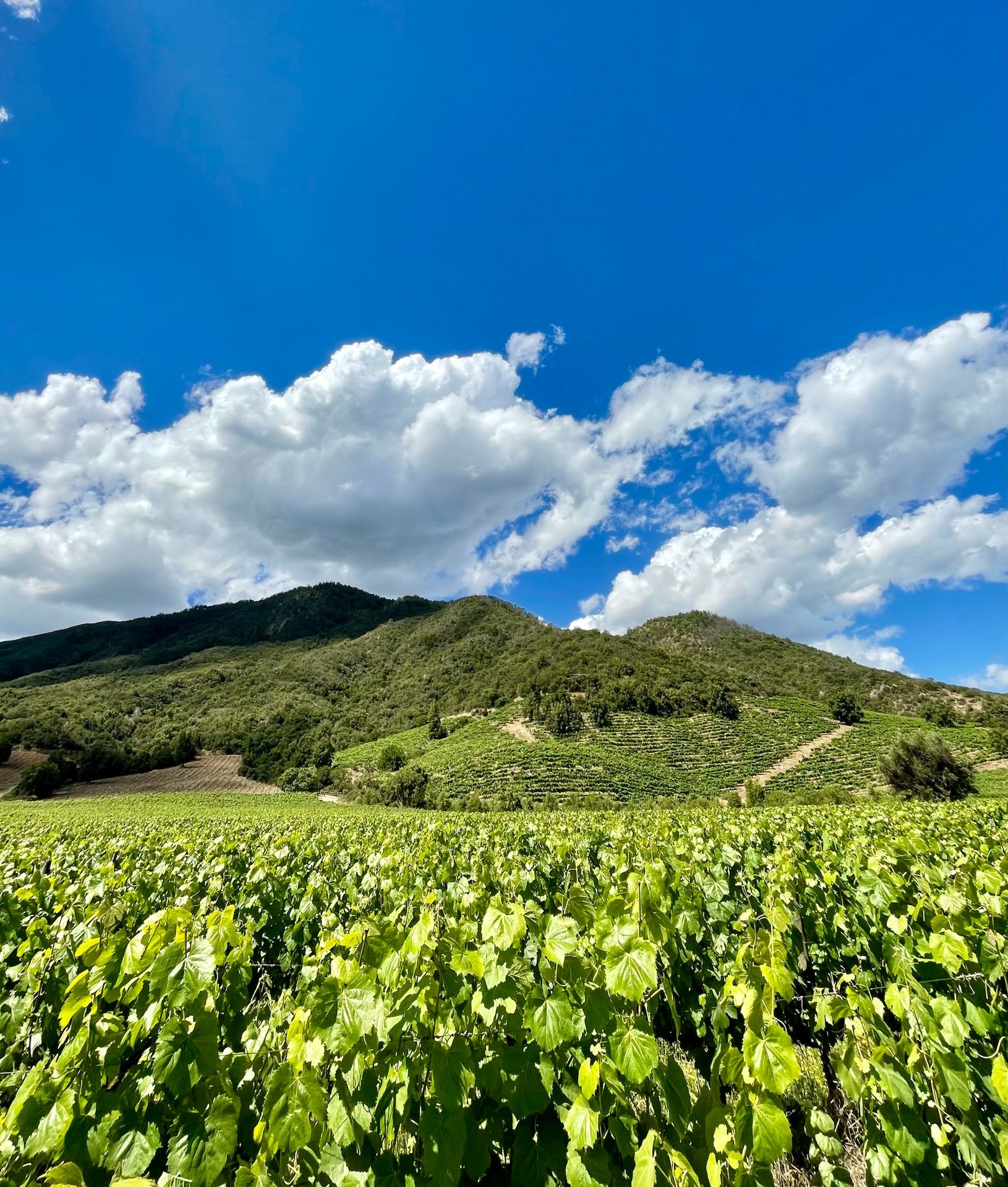 a field of green plants with a mountain in the background