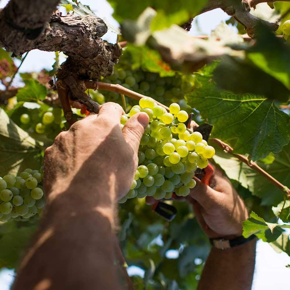 Cava ANNA CODORNIU BRUT NATURE 75cl